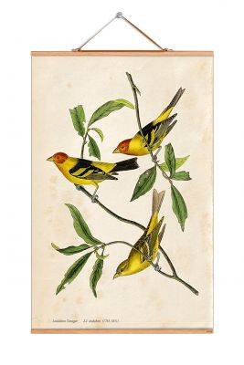 John James Audubon No 166 affiche eicie OFFRE SPECIALE